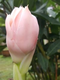 Close-up of pink rose blooming outdoors