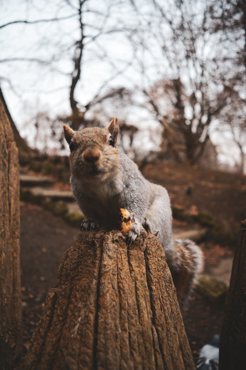 tree, mammal, animal themes, animal, squirrel, animal wildlife, rodent, animals in the wild, one animal, focus on foreground, no people, vertebrate, nature, branch, day, plant, wood - material, tree trunk, outdoors, trunk