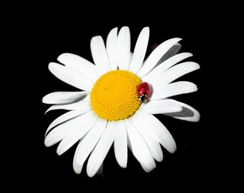 Close-up of white daisy flower