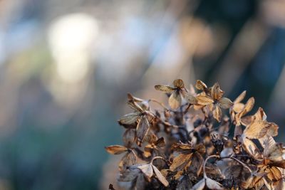 Close-up of dry leaves on plant during autumn