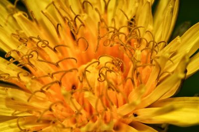 Close-up of yellow flowering plant