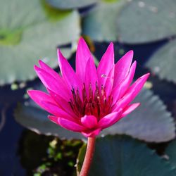 Close-up of pink lotus water lily