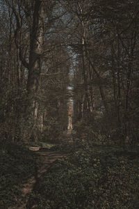 Bare trees in forest