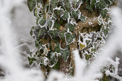 Close-up of frozen ice