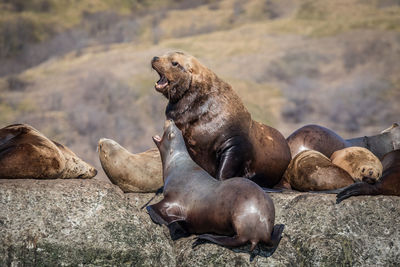 Group of sea lions on rock at sea