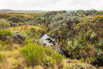 Scenic view of a river in the panoramic mountain landscapes of mount kenya national park, kenya