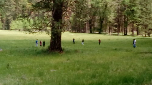 Trees on grassy field