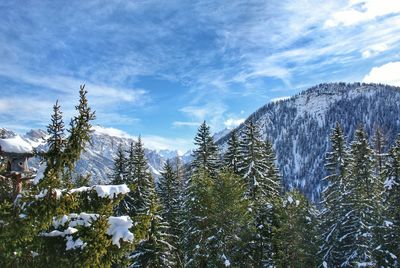 Pine trees on snow covered land against sky