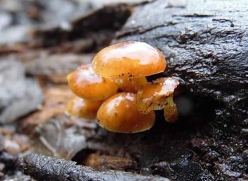 Close-up of mushrooms on ground