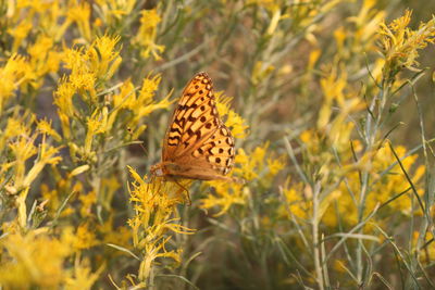 Close-up of butterfly pollinating flower