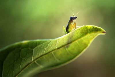 Close-up of grasshopper on leaf