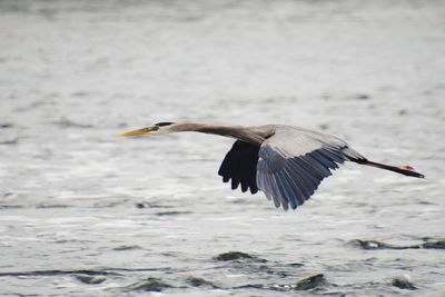 Bird flying over sea