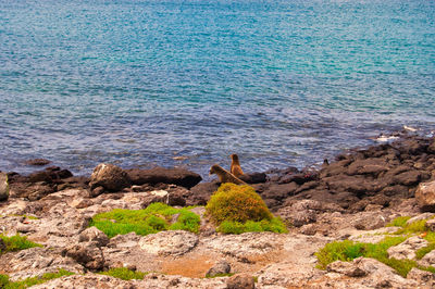 View of an animal on rock