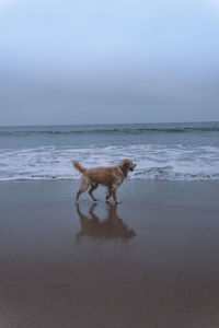 Dog on the beach