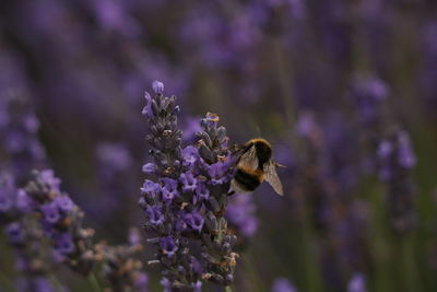 Close-up of insect on purple flower