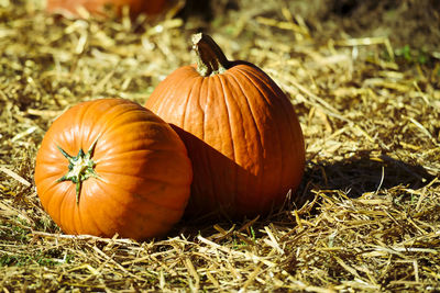 Pumpkins on field