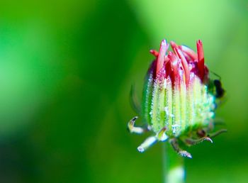 Close-up of flowers