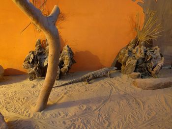 Lizards near a dead tree on sand dune
