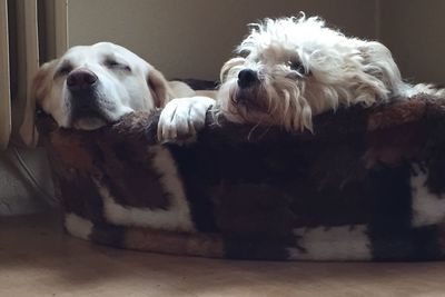 Dog resting on couch