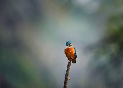 A common kingfisher perching on the branch