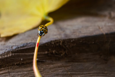 Autumn has come. a ladybug is crawling on a fallen yellow maple leaf. beautiful background