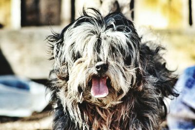 Close-up of dog outdoors