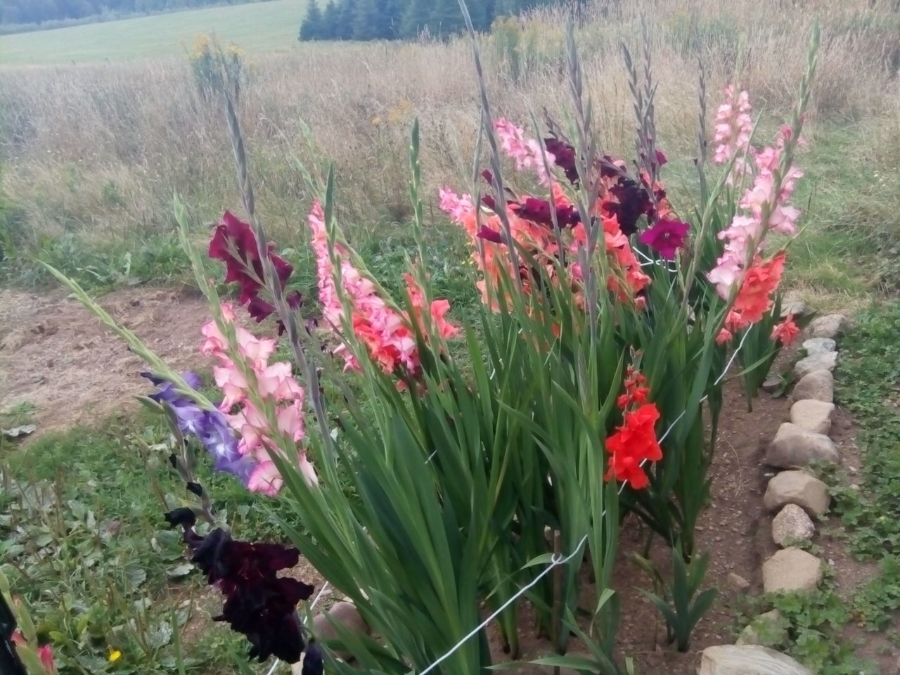 CLOSE-UP OF PINK FLOWERS IN FIELD