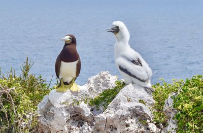 Seagulls perching on rock by sea