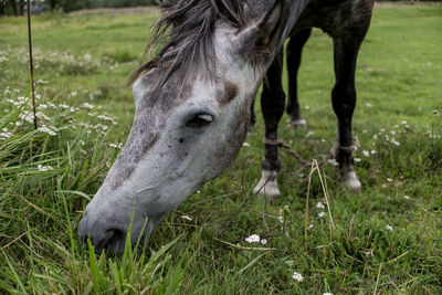 Horse grazing in field