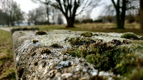 Close-up of lizard on tree trunk