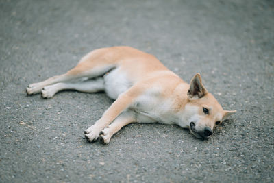 Dog sleeping on street