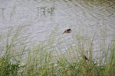 Bird swimming in lake