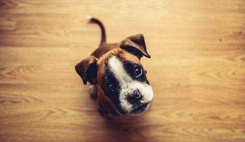 Close-up portrait of puppy on floor