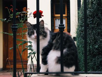 Cat sitting by plants