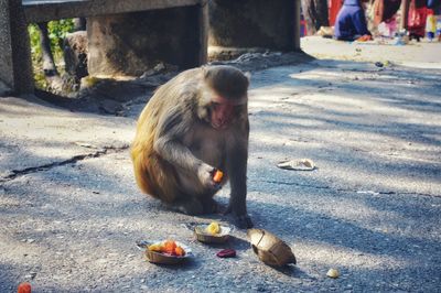 Monkey eating food on street in city