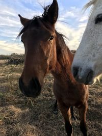 Horse standing in ranch