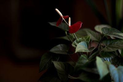 Close-up of flower against blurred background