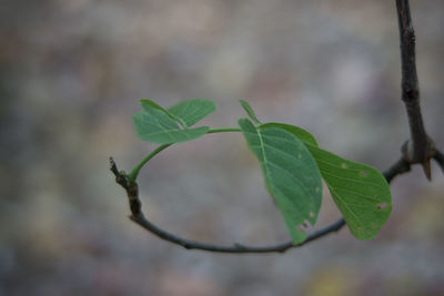 Close-up of fresh green leaves