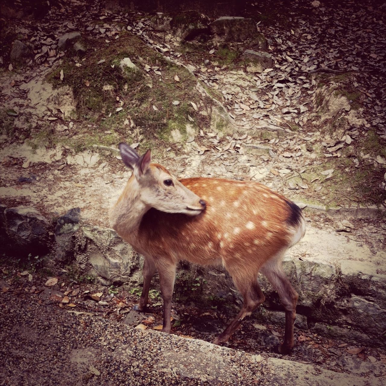 animal themes, animals in the wild, one animal, wildlife, full length, standing, side view, deer, mammal, walking, nature, squirrel, forest, brown, field, outdoors, sunlight, day, no people, vertebrate