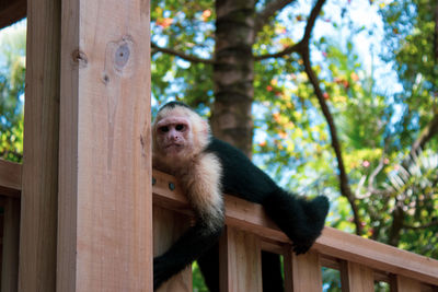 Portrait of monkey lying on railing