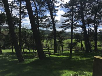 Trees on field in forest