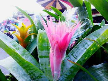 Close-up of flower blooming outdoors