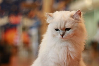 Close-up portrait of white cat