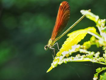 Close-up of dragonfly on a leaf