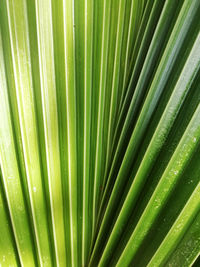 Full frame shot of palm leaf