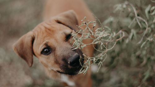 Close-up of dog looking away outdoors