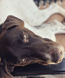 Close-up portrait of a dog