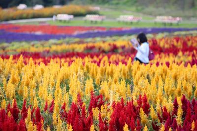 Colorful flowers in field