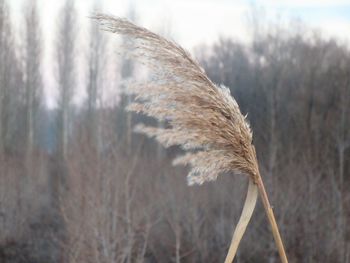 Close-up of plants against blurred background