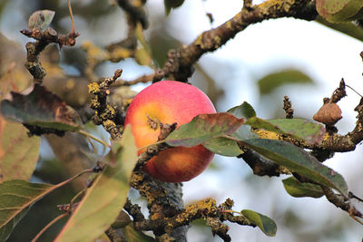 Close-up of fruit growing on tree